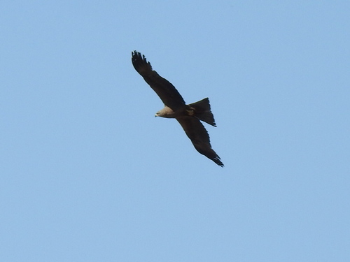 Black Kite