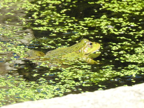 Iberian Green Frog