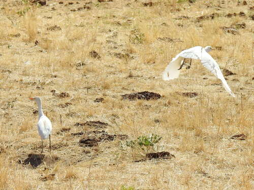 Western Cattle-Egret