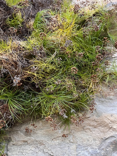 Alania cunninghamii observed 2026-07-03