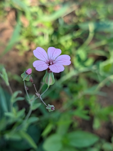 Gypsophila vaccaria, photograph 4