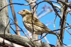 Haemorhous purpureus californicus