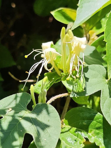 Japanese honeysuckle