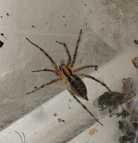 Labyrinth spider
