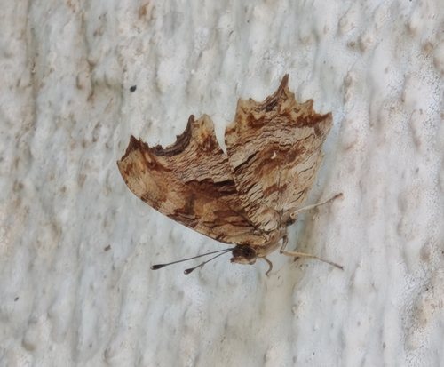 Southern Comma