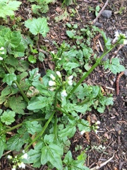 Cardamine breweri