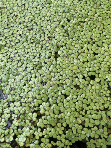 greater duckweed