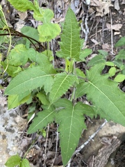 Silphium brachiatum