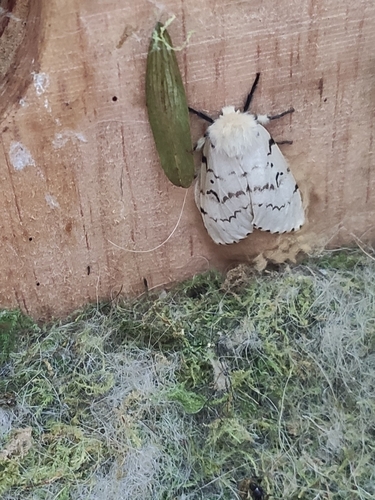 Spongy Moth