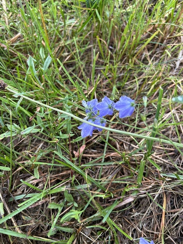 Common Harebell