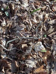 Thamnophis sirtalis