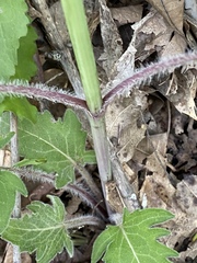 Silphium brachiatum