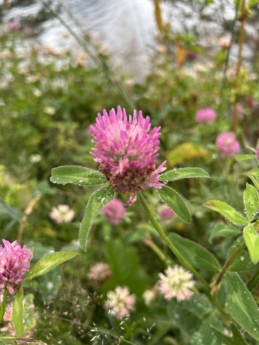 Red Clover