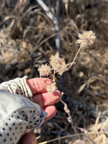 Phacelia distans observed 2026-07-02
