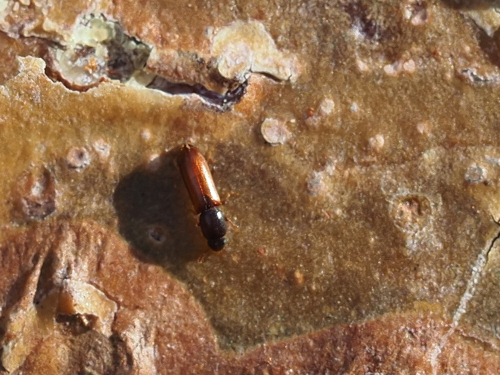 Corticeus linearis
