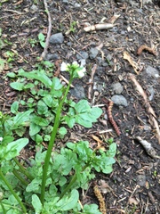 Cardamine breweri