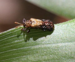 Octotoma marginicollis