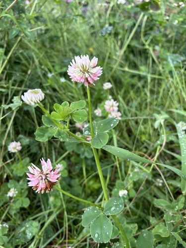 Alsike clover