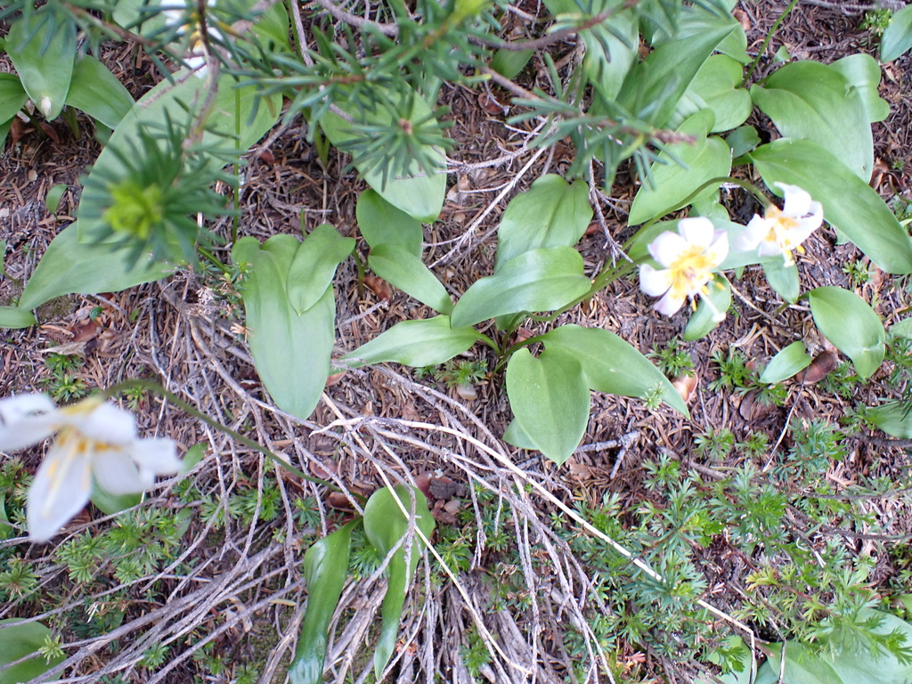 Erythronium montanum; photograph (c) bloodshot20, some rights reserved (CC BY)