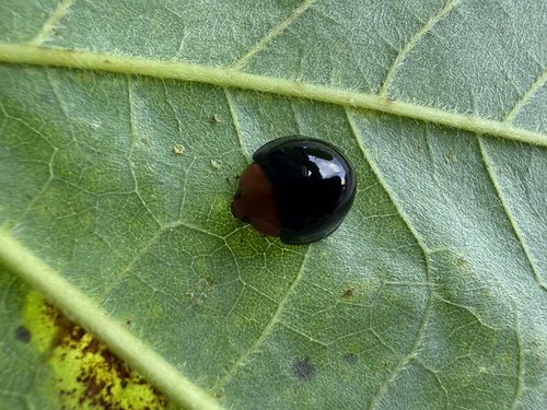 Synona consanguinea