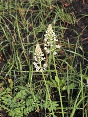 Stenanthium densum