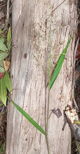 Isachne distichophylla observed 2026-04-27