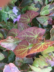 Epimedium × versicolor
