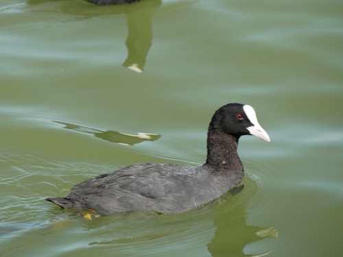 Eurasian Coot