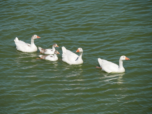 Domestic Greylag Goose