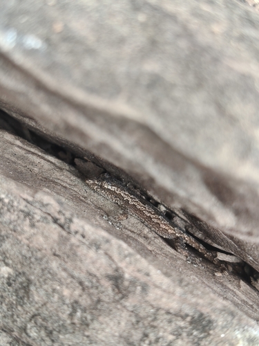 Flat-tailed House Gecko