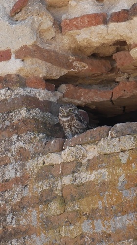 Little Owl