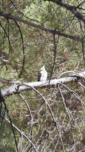 Common Hoopoe