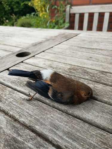 Eurasian Bullfinch