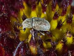 Trigonorhinus limbatus