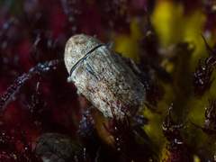 Trigonorhinus limbatus