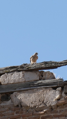 Western Eurasian Kestrel