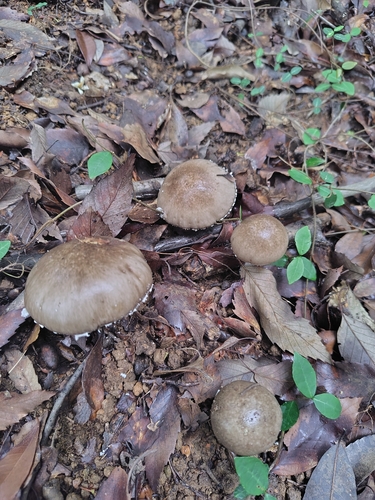 Hongo's False Death Cap