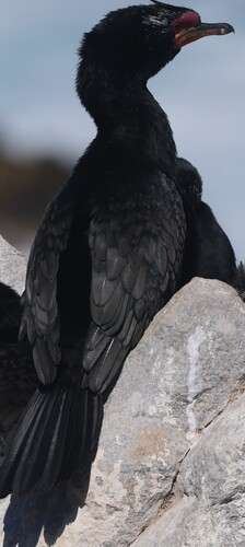 iNaturalist image