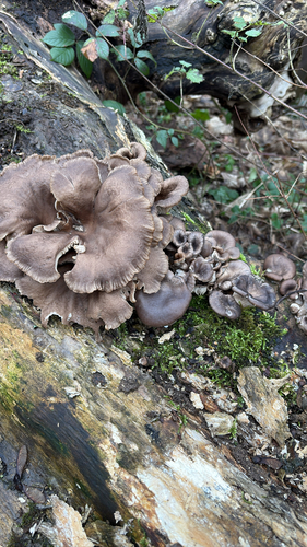 Fan-shaped ivory-white to grey-brown Oyster Mushroom caps growing in an overlapping shelf cluster on a hardwood log