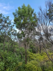 Acacia uncifolia