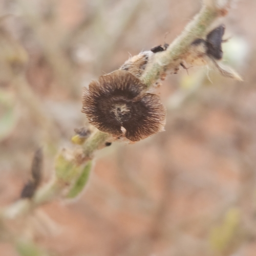 Maireana tomentosa