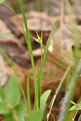 Carex jamesii