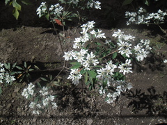 Euphorbia leucocephala