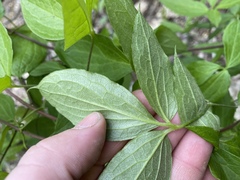 Clematis morefieldii