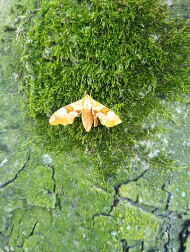 Lime Hawkmoth