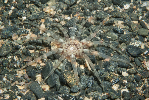 Peachia cylindrica