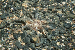 Peachia cylindrica