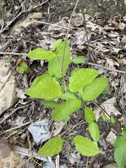 Clematis morefieldii