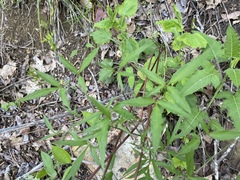 Clematis morefieldii