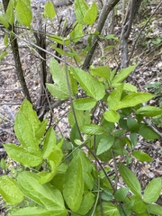 Clematis morefieldii